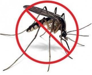 Zika Virus Mosquito